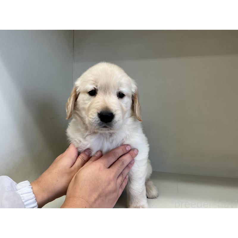 販売中の山形県のゴールデンレトリーバー-426384の5枚目