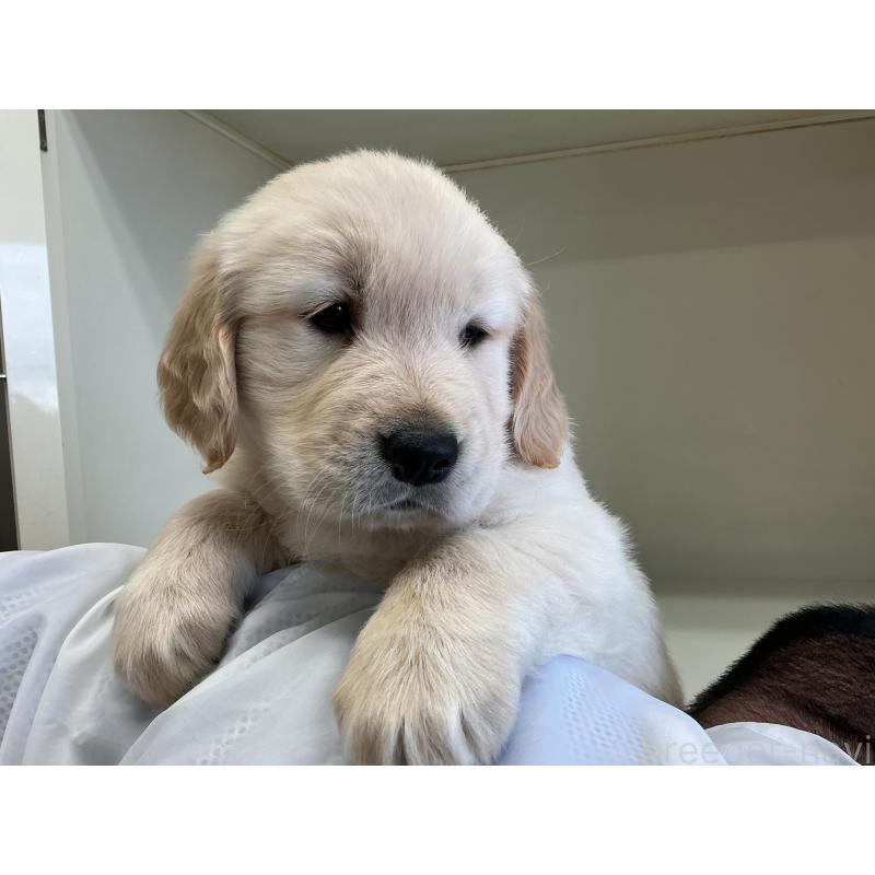 販売中の山形県のゴールデンレトリーバー-426384の4枚目