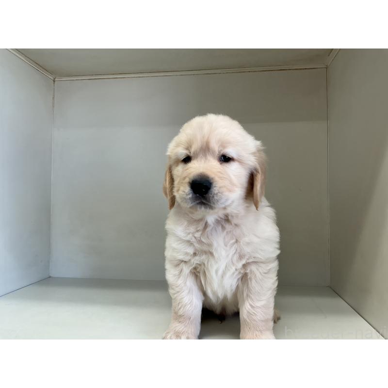 販売中の山形県のゴールデンレトリーバー-426380の6枚目