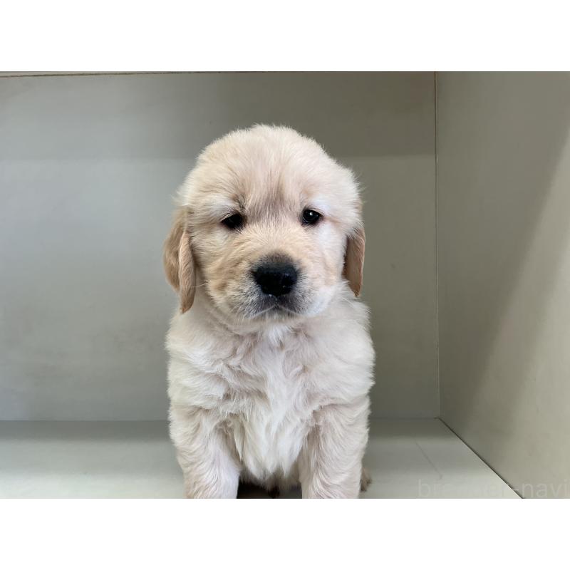 販売中の山形県のゴールデンレトリーバー-426380の5枚目