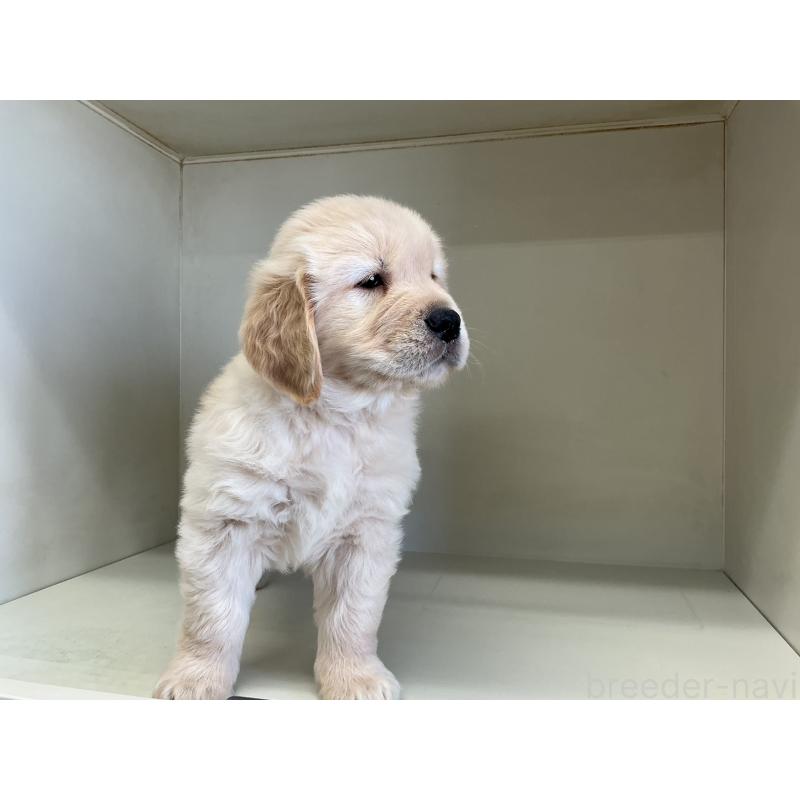 販売中の山形県のゴールデンレトリーバー-426380の2枚目