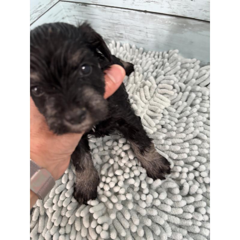 販売中の埼玉県のミニチュアシュナウザー-429612の3枚目