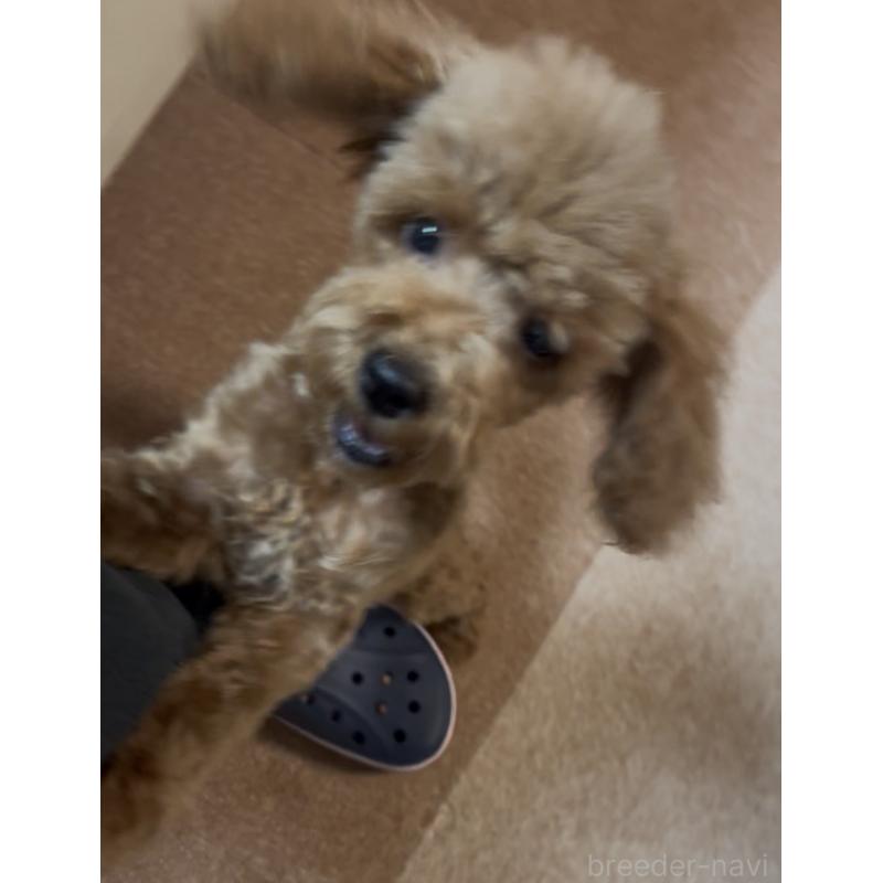 成約済の埼玉県のトイプードル-408625の4枚目