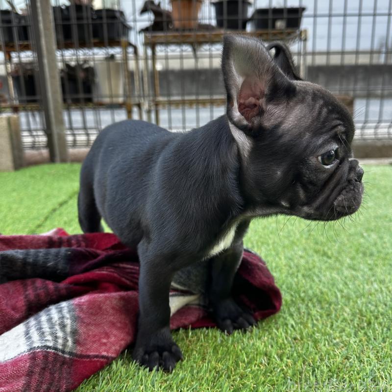 販売中の兵庫県のフレンチブルドッグ-426937の14枚目