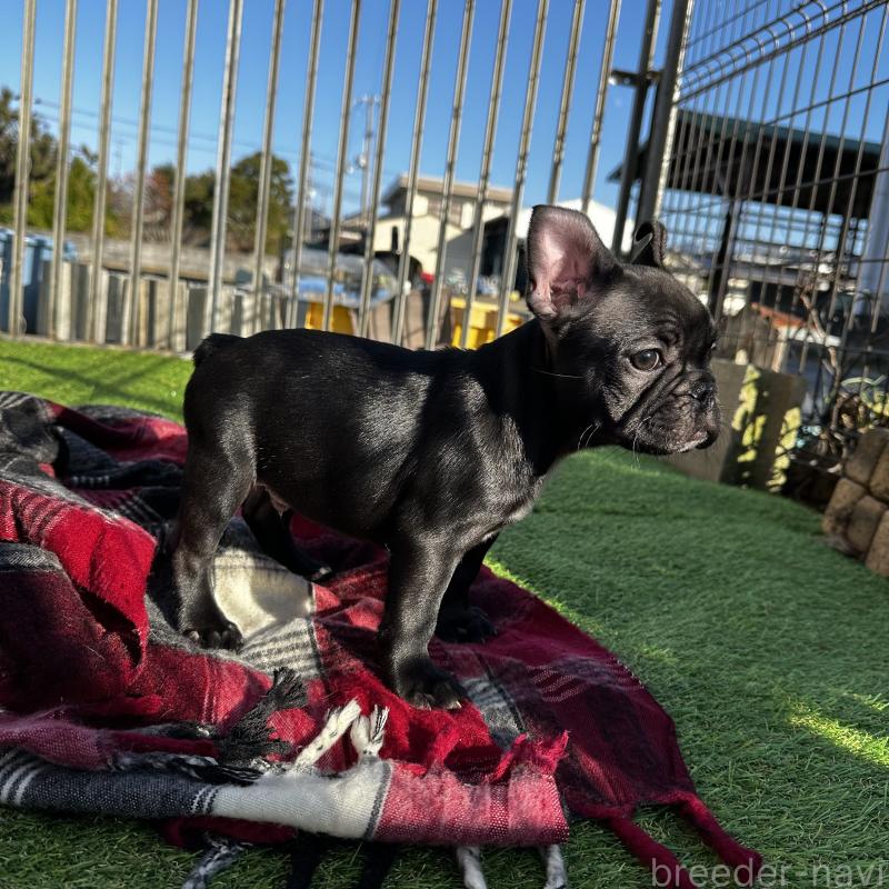 販売中の兵庫県のフレンチブルドッグ-426937の13枚目