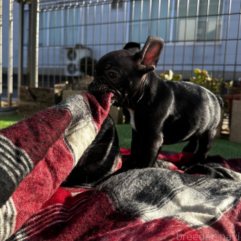 販売中の兵庫県のフレンチブルドッグ-426937の12枚目