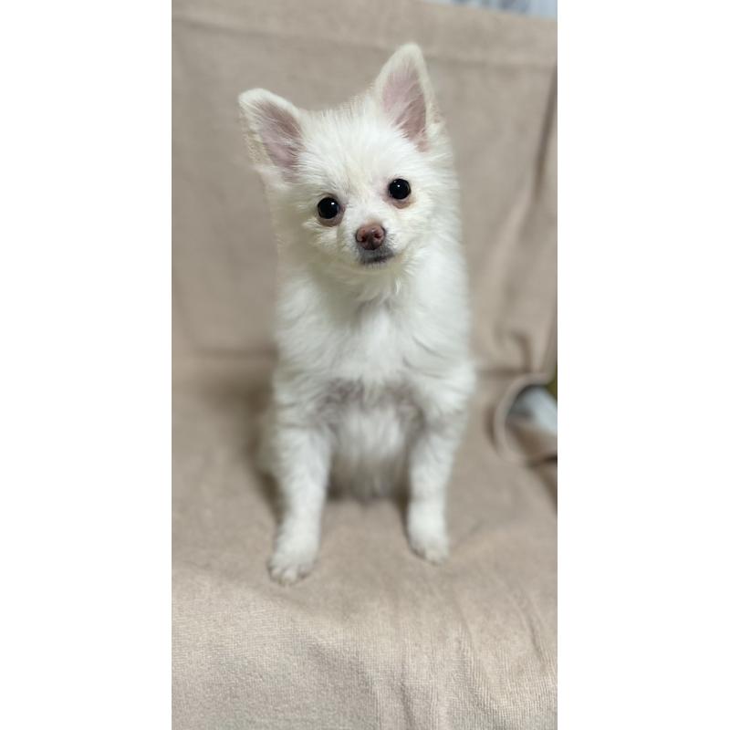 販売中の東京都のポメラニアン-401163の2枚目