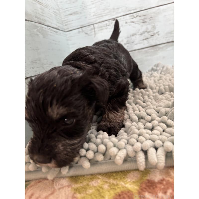 販売中の埼玉県のミニチュアシュナウザー-429614の3枚目