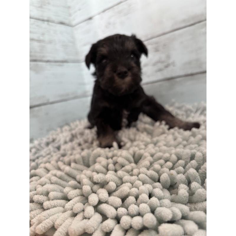 販売中の埼玉県のミニチュアシュナウザー-429614の2枚目