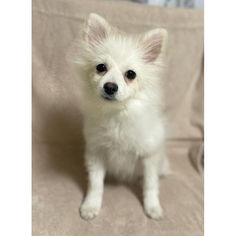 販売中の東京都のポメラニアン-404306の2枚目