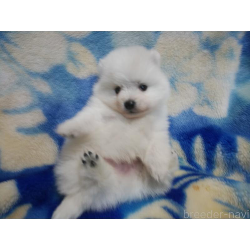 販売中の千葉県の日本スピッツ-427500の3枚目