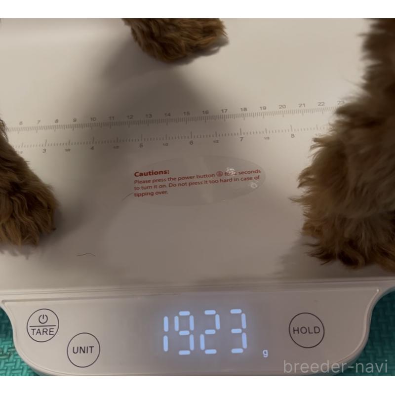 成約済の埼玉県のトイプードル-408625の3枚目