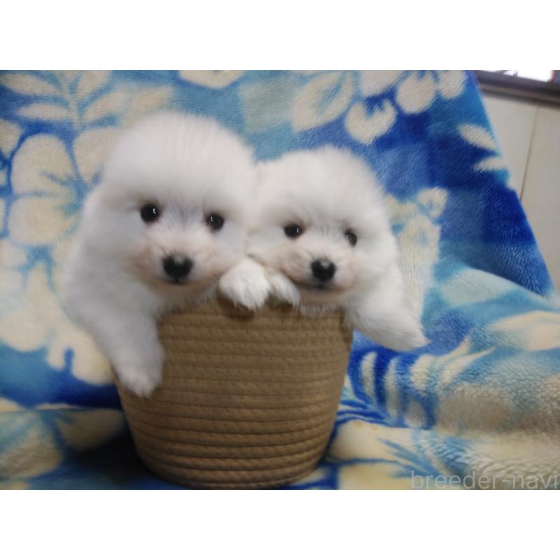 販売中の千葉県の日本スピッツ-427500の2枚目