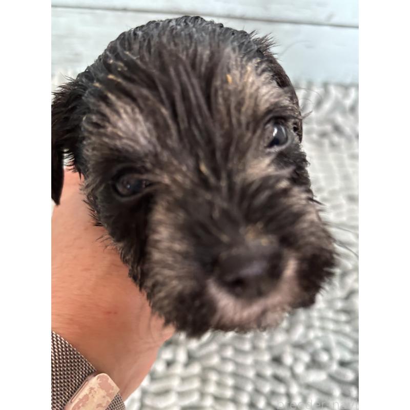 販売中の埼玉県のミニチュアシュナウザー-429619の3枚目