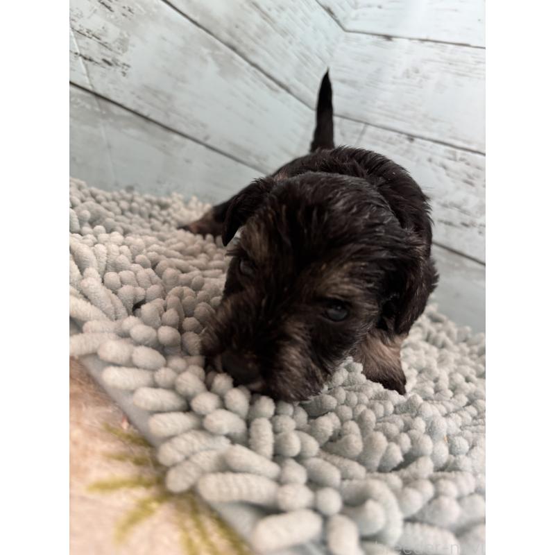 販売中の埼玉県のミニチュアシュナウザー-429619の2枚目