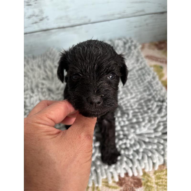 販売中の埼玉県のミニチュアシュナウザー-429621の3枚目