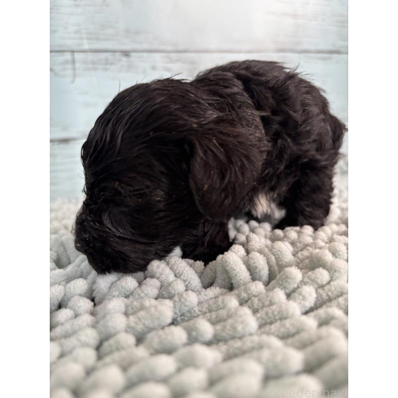 販売中の埼玉県のミニチュアシュナウザー-429621の2枚目