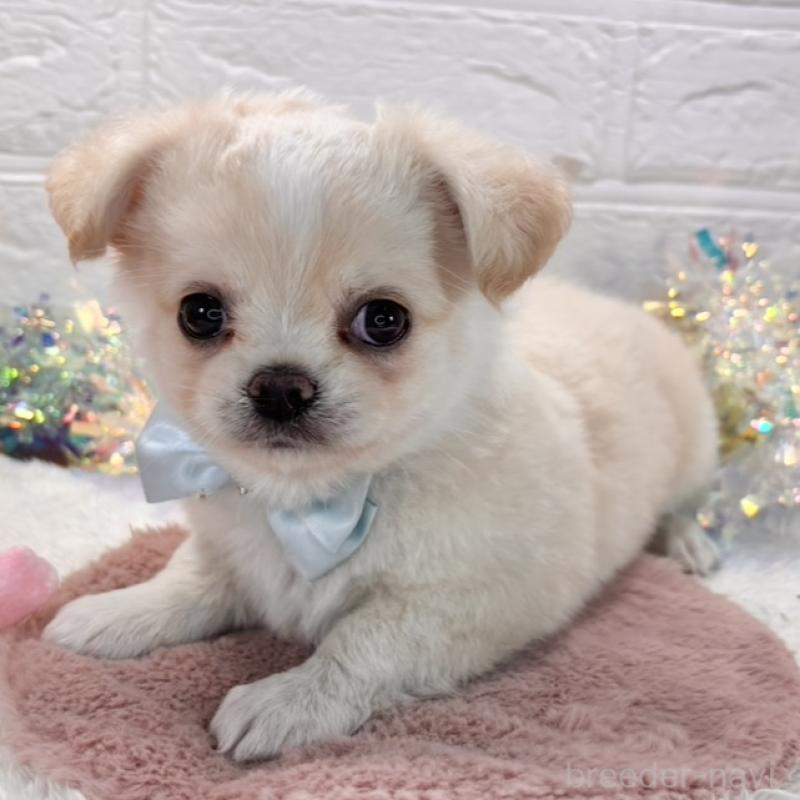 販売中の岐阜県のチワワ(ロングコート)-429623の1枚目