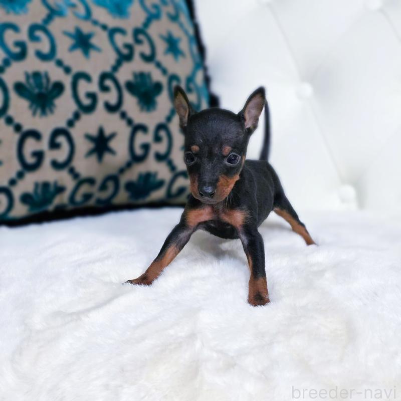 販売中の東京都のトイマンチェスターテリア-429622の3枚目