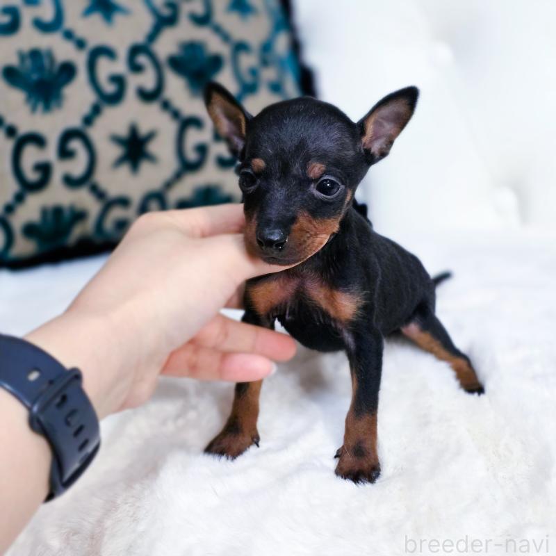 販売中の東京都のトイマンチェスターテリア-429622の2枚目