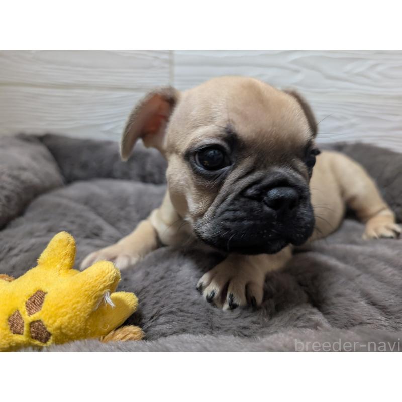 販売中の愛媛県のフレンチブルドッグ-419544の6枚目