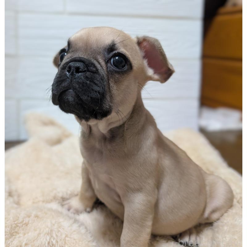 販売中の愛媛県のフレンチブルドッグ-419544の5枚目