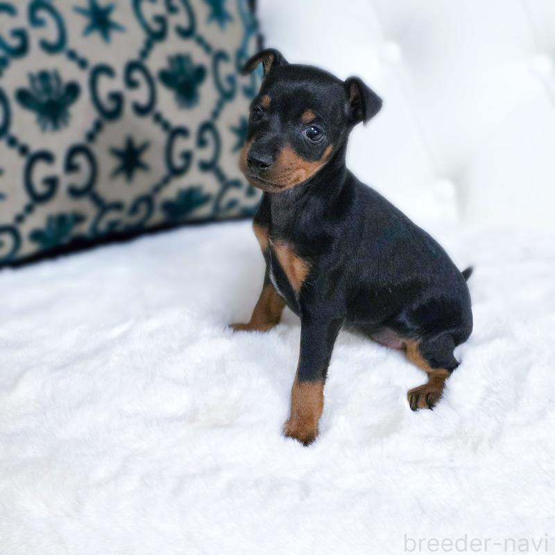 販売中の東京都のトイマンチェスターテリア-429624