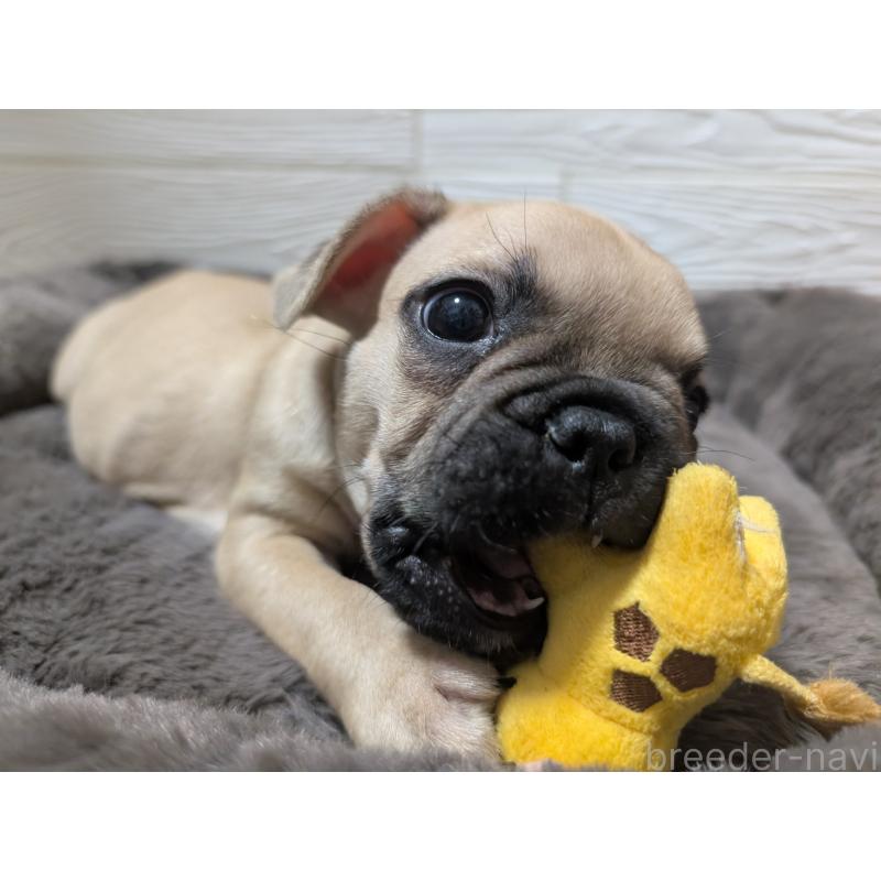 販売中の愛媛県のフレンチブルドッグ-419544の4枚目