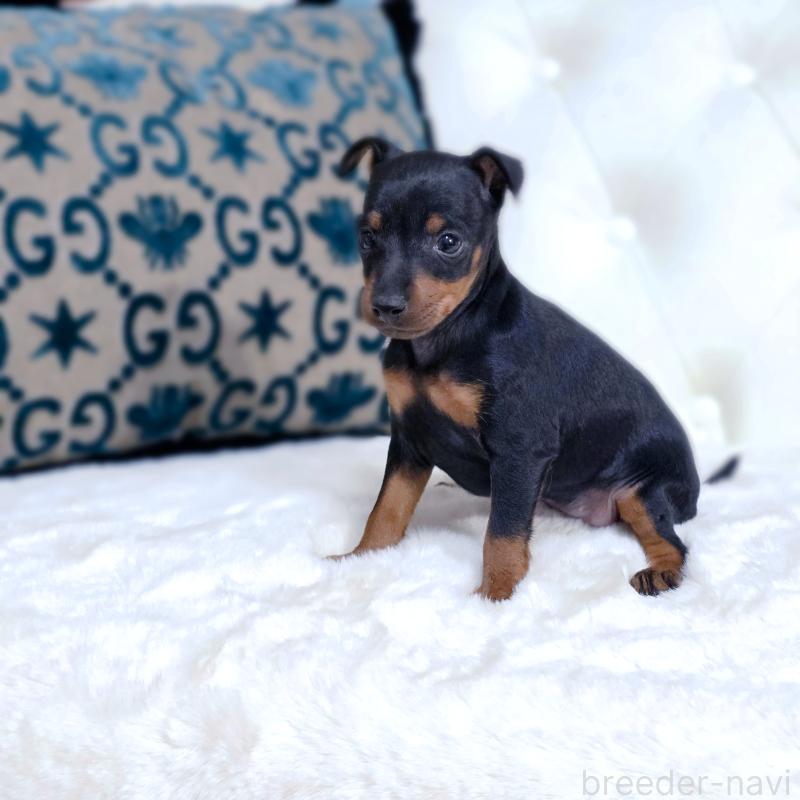 販売中の東京都のトイマンチェスターテリア-429624の3枚目