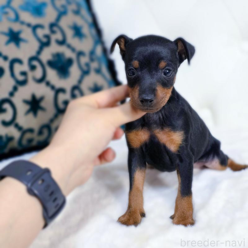 販売中の東京都のトイマンチェスターテリア-429624の2枚目