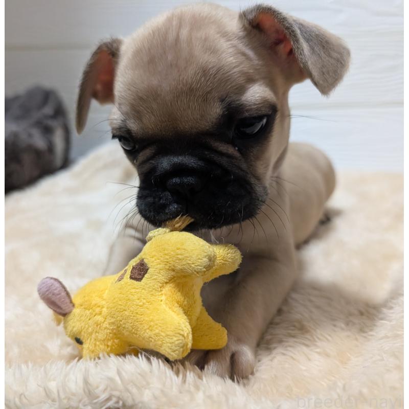 販売中の愛媛県のフレンチブルドッグ-419544の3枚目