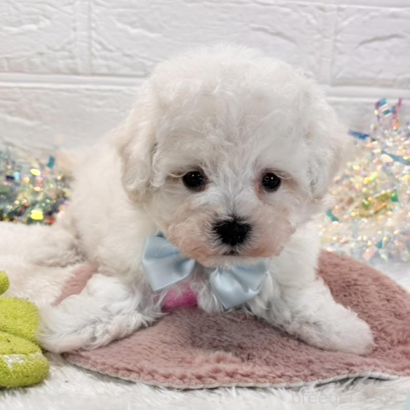 販売中の岐阜県のミックス犬-429627の1枚目