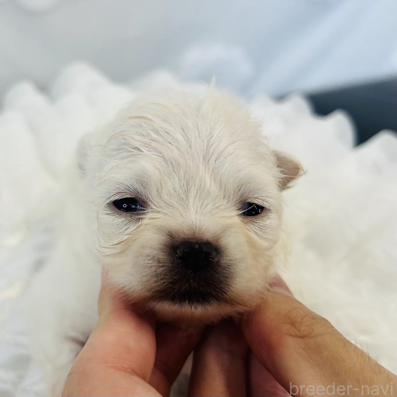 販売中の埼玉県のポメラニアン-429626の6枚目