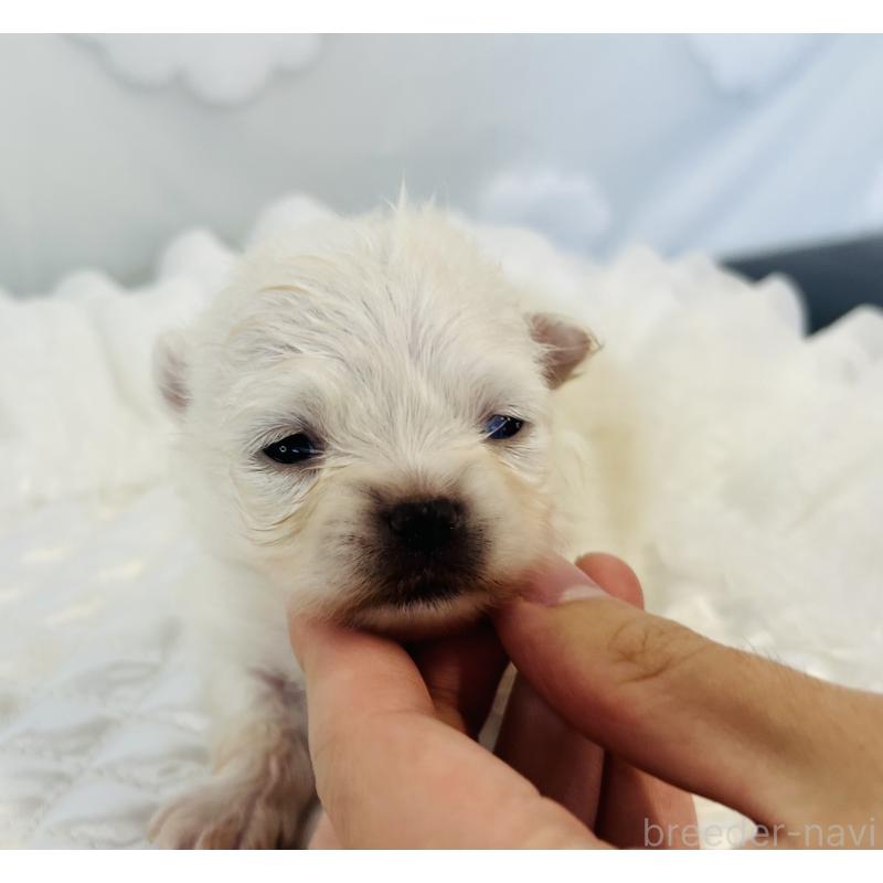 販売中の埼玉県のポメラニアン-429626の5枚目