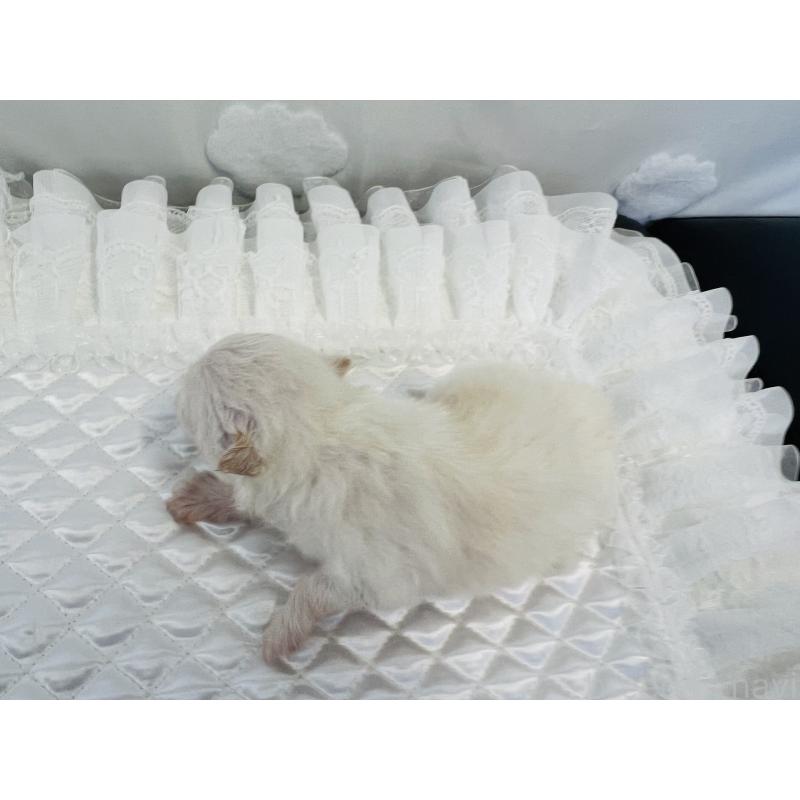 販売中の埼玉県のポメラニアン-429626の4枚目