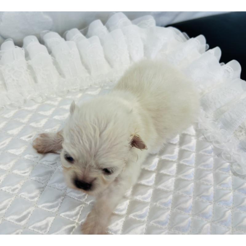 販売中の埼玉県のポメラニアン-429626の3枚目