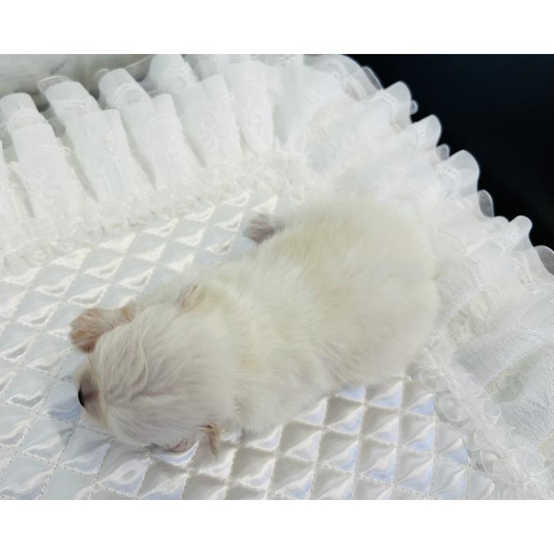 販売中の埼玉県のポメラニアン-429626の2枚目