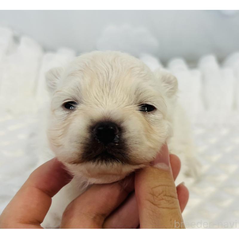 販売中の埼玉県のポメラニアン-429628の10枚目