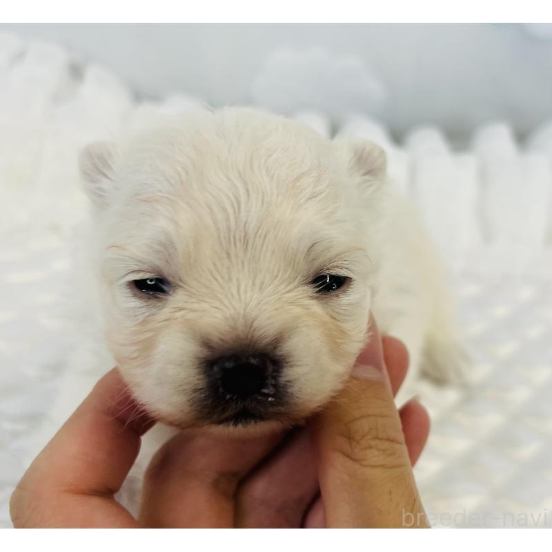 販売中の埼玉県のポメラニアン-429628の9枚目