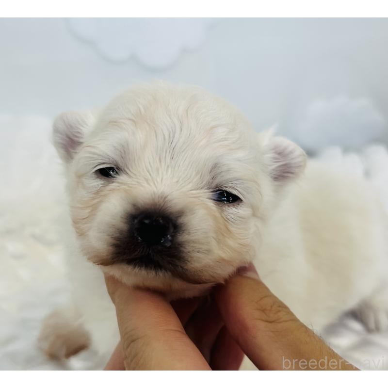 販売中の埼玉県のポメラニアン-429628の8枚目