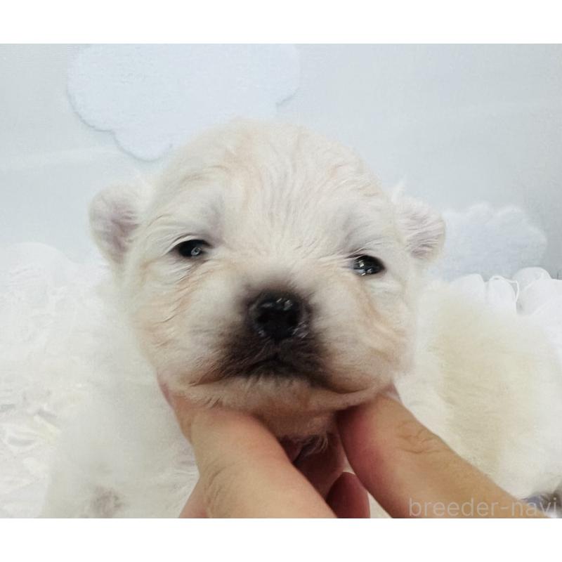 販売中の埼玉県のポメラニアン-429628の7枚目