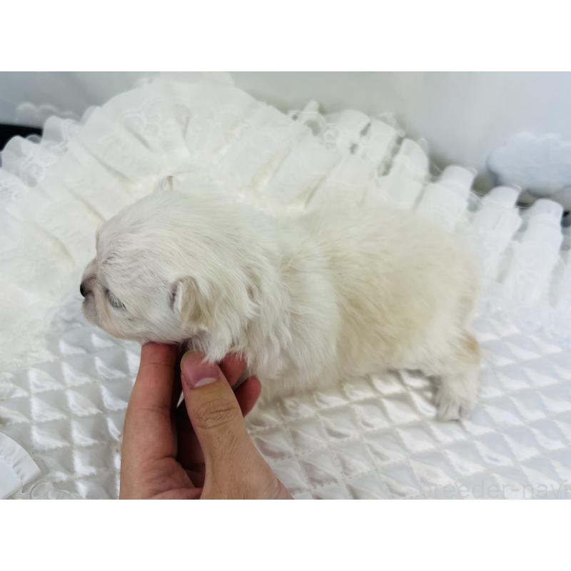 販売中の埼玉県のポメラニアン-429628の6枚目