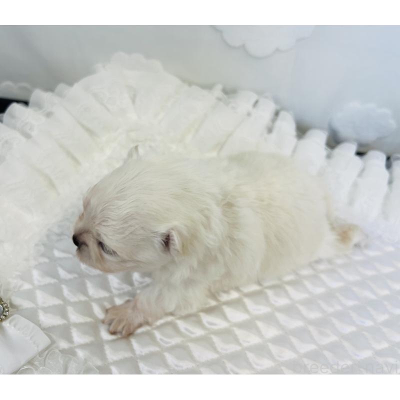 販売中の埼玉県のポメラニアン-429628の5枚目