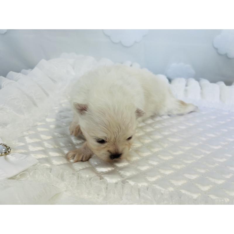 販売中の埼玉県のポメラニアン-429628の4枚目