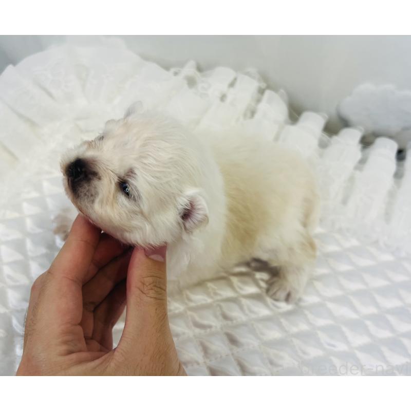 販売中の埼玉県のポメラニアン-429628の3枚目