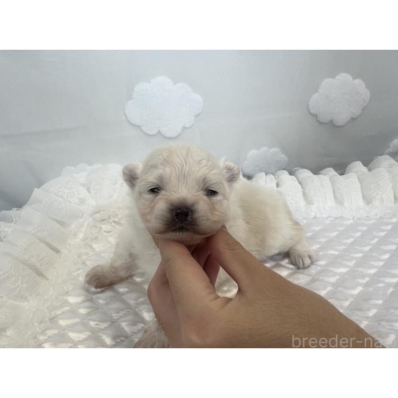 販売中の埼玉県のポメラニアン-429628の2枚目