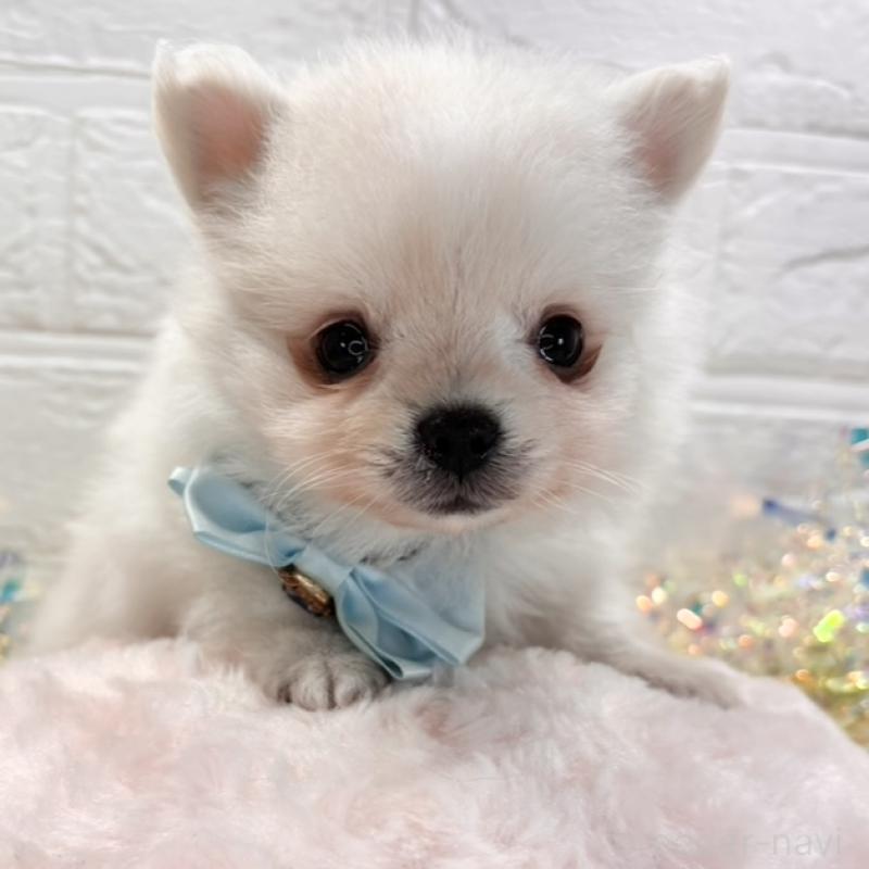 販売中の岐阜県のポメチワ:ポメラニアン×チワワ-429629の1枚目