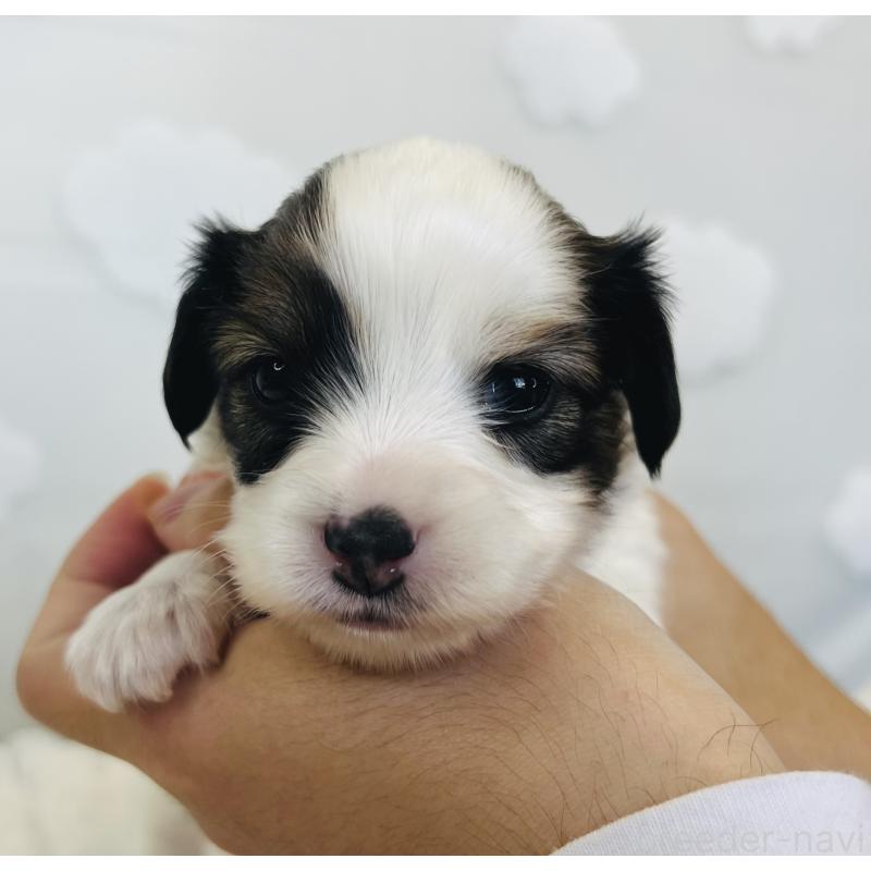 販売中の埼玉県のパピヨン-429635の9枚目