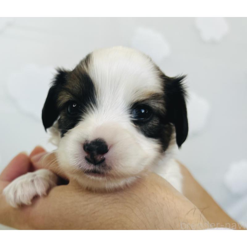 販売中の埼玉県のパピヨン-429635の8枚目