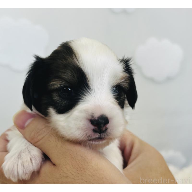 販売中の埼玉県のパピヨン-429635の7枚目